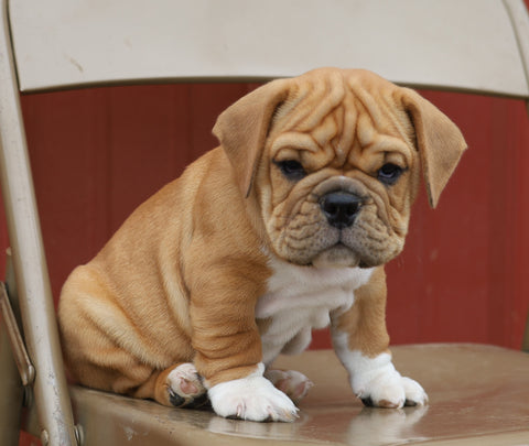 Beabull For Sale Wooster, OH Male- Chomper