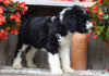 Sheepadoodle For Sale Millersburg, OH Male- Teddy