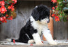 Sheepadoodle For Sale Millersburg, OH Female- Donna