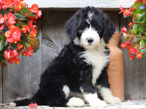 Sheepadoodle For Sale Millersburg, OH Female- Gracie
