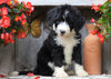 Sheepadoodle For Sale Millersburg, OH Female- Gracie