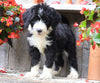 Sheepadoodle For Sale Millersburg, OH Female- Gracie