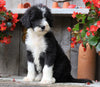 Sheepadoodle For Sale Millersburg, OH Female- Ginger
