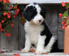 Sheepadoodle For Sale Millersburg, OH Male- Chief