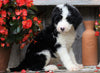 Sheepadoodle For Sale Millersburg, OH Male- Chief