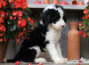 Sheepadoodle For Sale Millersburg, OH Male- Chief