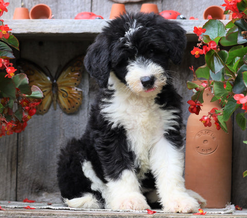 Sheepadoodle For Sale Millersburg, OH Female- Amber