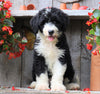 Sheepadoodle For Sale Millersburg, OH Female- Amber