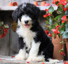 Sheepadoodle For Sale Millersburg, OH Female- Amber