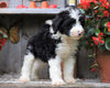 Sheepadoodle For Sale Millersburg, OH Female- Olivia