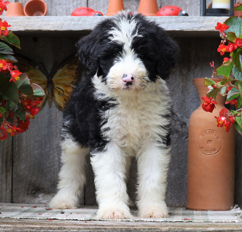 Sheepadoodle For Sale Millersburg, OH Female- Olivia