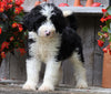 Sheepadoodle For Sale Millersburg, OH Female- Olivia