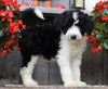 Sheepadoodle For Sale Millersburg, OH Female- Cookie