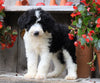 Sheepadoodle For Sale Millersburg, OH Female- Cookie