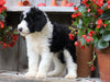Sheepadoodle For Sale Millersburg, OH Female- Cookie