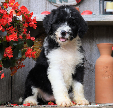 Sheepadoodle For Sale Millersburg, OH Female- Rita