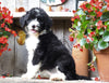 Sheepadoodle For Sale Millersburg, OH Female- Rita