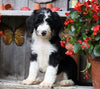 Sheepadoodle For Sale Millersburg, OH Male- Knight