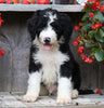 Sheepadoodle For Sale Millersburg, OH Male- Knight