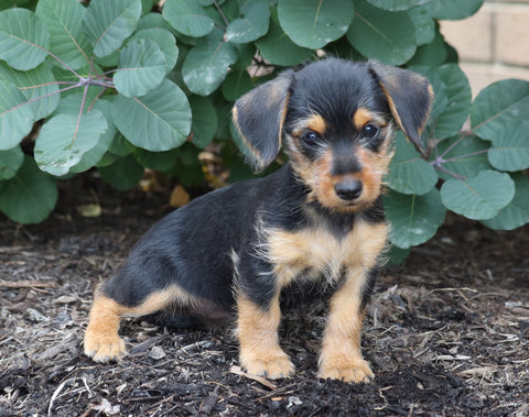 Dorkie For Sale Millersburg, OH Female- Heidi