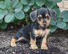 Dorkie For Sale Millersburg, OH Female- Heidi