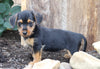Dorkie For Sale Millersburg, OH Female- Heidi