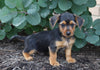 Dorkie For Sale Millersburg, OH Male- Peanut