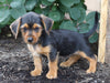 Dorkie For Sale Millersburg, OH Male- Peanut