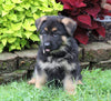 AKC Registered German Shepherd For Sale Millersburg, OH Male- Rameriz