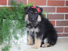 AKC Registered German Shepherd For Sale Millersburg, OH Male- Braxton