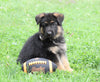 AKC Registered German Shepherd For Sale Millersburg, OH Male- Dexter