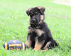 AKC Registered German Shepherd For Sale Millersburg, OH Male- Dexter