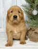 AKC Registered Golden Retriever For Sale Millersburg OH Male-Junior