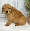 AKC Registered Golden Retriever For Sale Millersburg OH Male-Junior