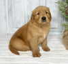 AKC Registered Golden Retriever For Sale Millersburg OH Male-Junior
