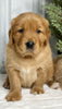 AKC Registered Golden Retriever For Sale Millersburg OH Male-Elmo