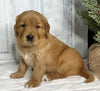 AKC Registered Golden Retriever For Sale Millersburg OH Male-Elmo