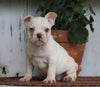 AKC Registered French Bulldog For Sale Millersburg, OH Female- Goldie