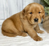 AKC Registered Golden Retriever For Sale Millersburg OH Male-Elmo