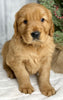 AKC Registered Golden Retriever For Sale Millersburg OH Male-Jim