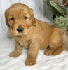 AKC Registered Golden Retriever For Sale Millersburg OH Male-Jim