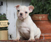 AKC Registered French Bulldog For Sale Millersburg, OH Female- Goldie
