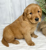 AKC Registered Golden Retriever For Sale Millersburg OH Male-Jim