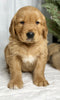 AKC Registered Golden Retriever For Sale Millersburg OH Male-Julian