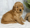 AKC Registered Golden Retriever For Sale Millersburg OH Male-Julian