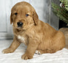 AKC Registered Golden Retriever For Sale Millersburg OH Male-Julian