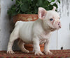 AKC Registered French Bulldog For Sale Millersburg, OH Male- Star