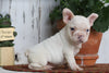 AKC Registered French Bulldog For Sale Millersburg, OH Male- Star