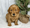 AKC Registered Golden Retriever For Sale Millersburg OH Male-Josh