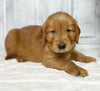 AKC Registered Golden Retriever For Sale Millersburg OH Male-Josh